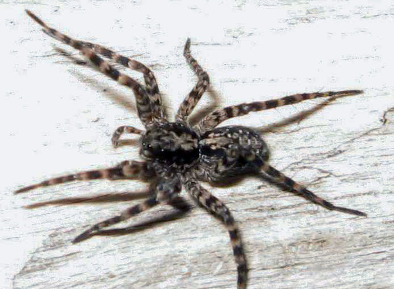 Чернобелый паук фото