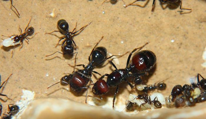 Степной муравей-жнец