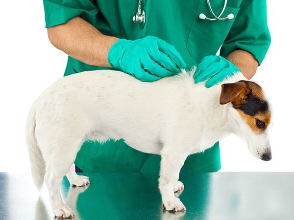 Адвантикс защитит собак от клещей