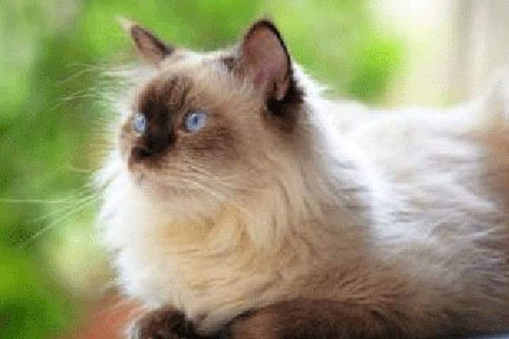 Кошка сиамской разновидности - Гималайская