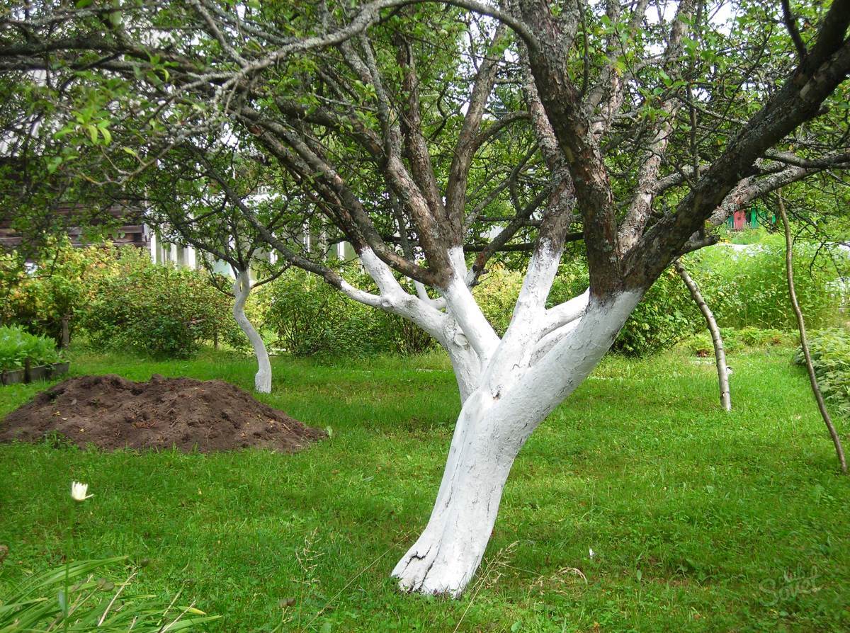 Дерево в саду, обработанное известью