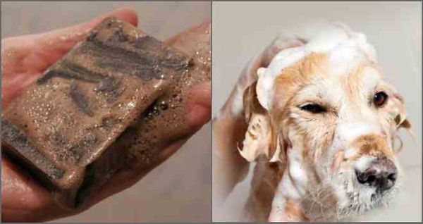 Дегтярное мыло защитит собаку от блох и клещей