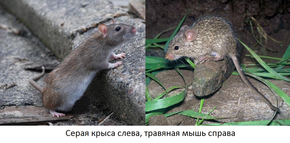 Крыса и мышь на одном изображении