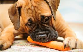 собака с морковкой