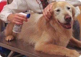 лечение клеща у собаки