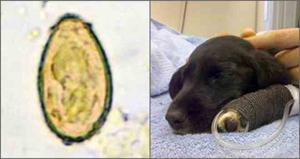 Гепатозооноз - опасное заболевание у собак