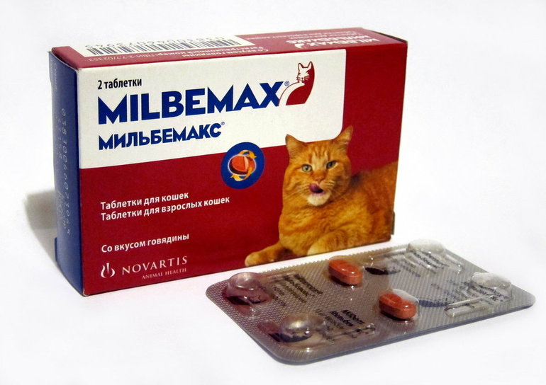 Наиболее действенные и безопасные таблетки от глистов для кошек