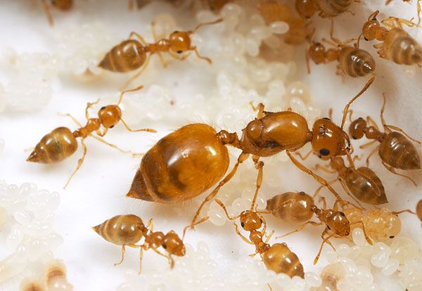 Матка рыжих муравьев вблизи 