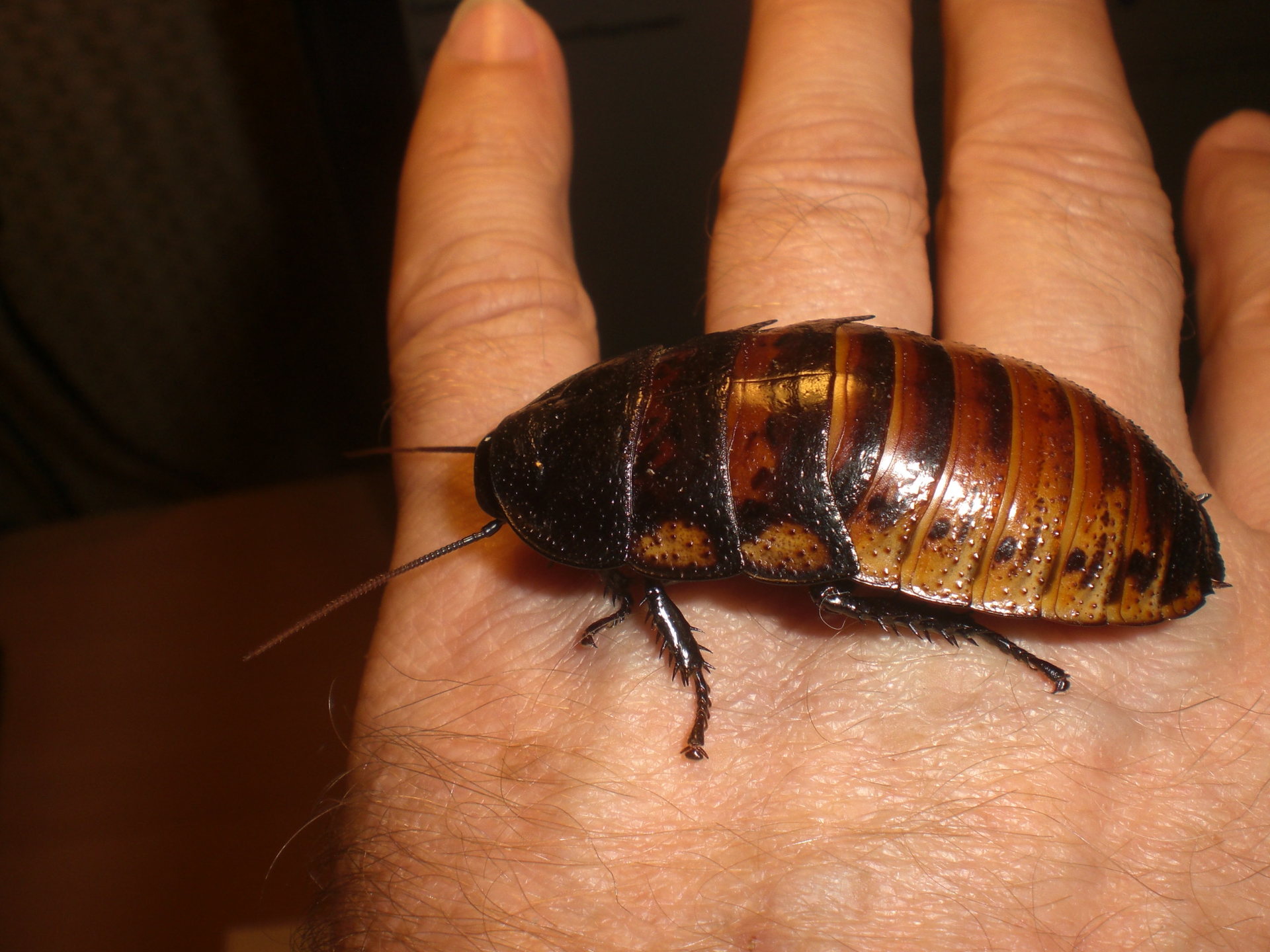 Мадагаскарский таракан на руке