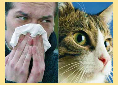 Мужчина с аллергией и кошка