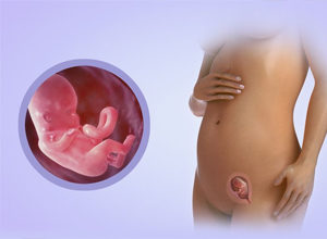Канефрон при беременности: можно ли принимать, инструкция, отзывы