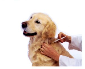 прививка собаке
