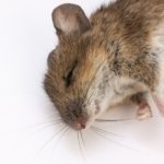 Отравленная мышь - малоприятное зрелище