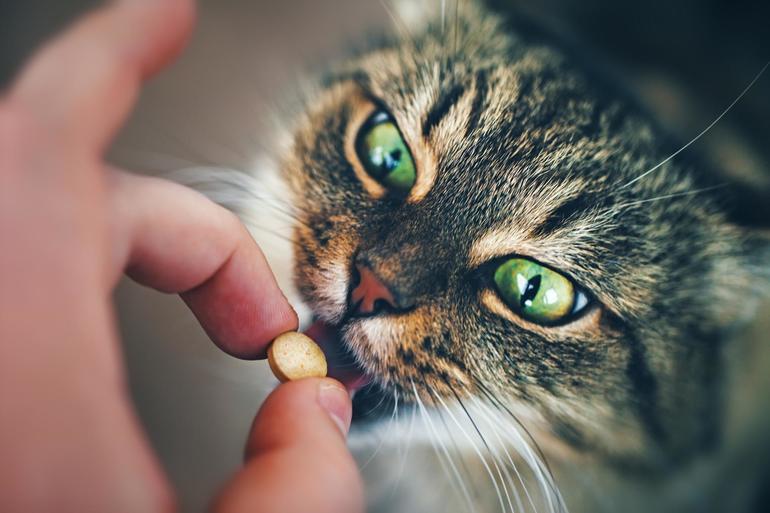 Как давать кошкам таблетку
