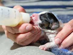 кормление новорожденного щенка мопса