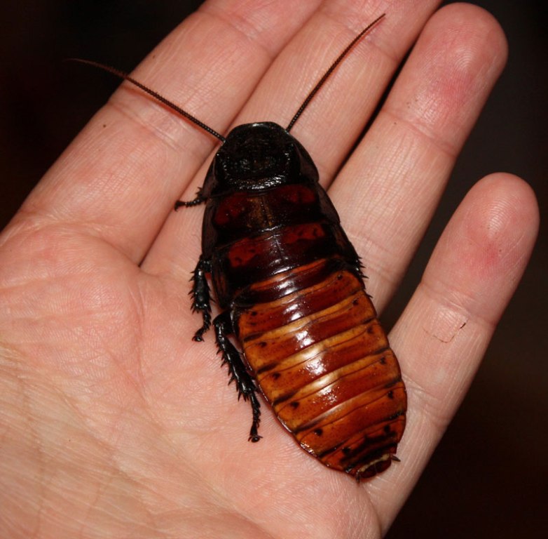 Мадагаскарский таракан в ладони