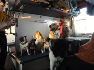 транспортировка собаки в поездах