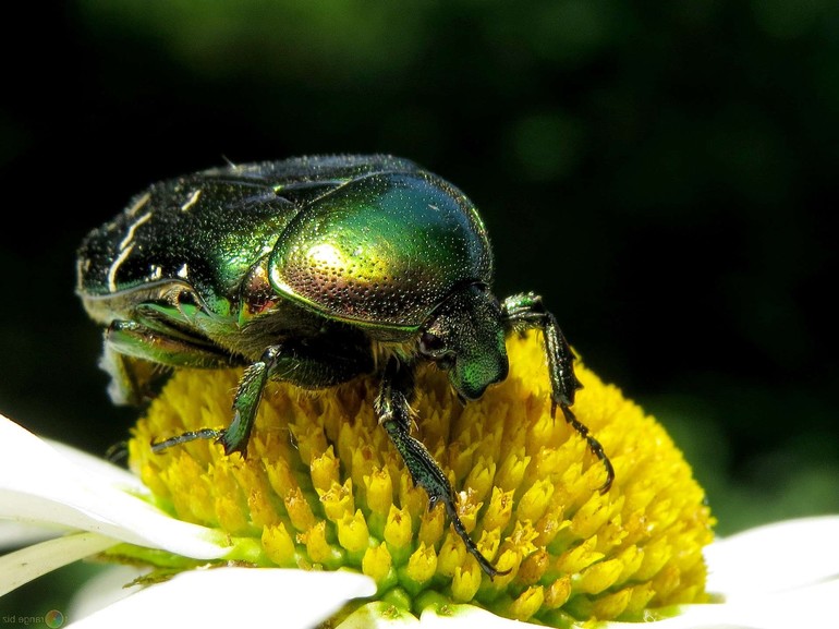 Наиболее распространенные разновидности майских жуков и особенности каждого вида