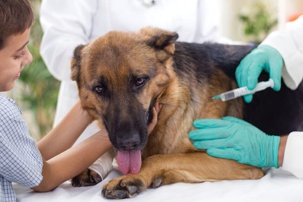 Лекарства могут негативно отразиться на жизни собаки