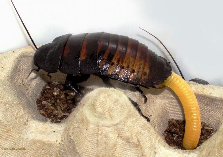 Мадагаскарский таракан картинки