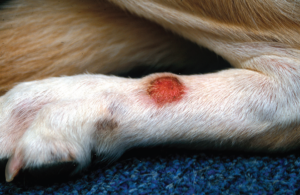акральный дерматит у собак