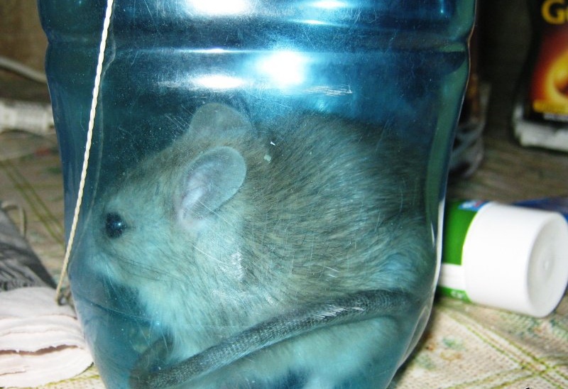 Мышь в пластиковой западне
