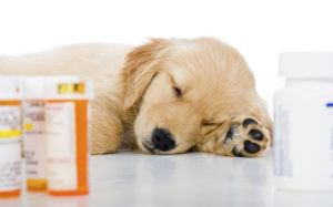 таблетки от ушного клеща у собак