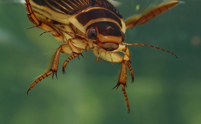 Строение и интересные факты о жизни жука-плавунца