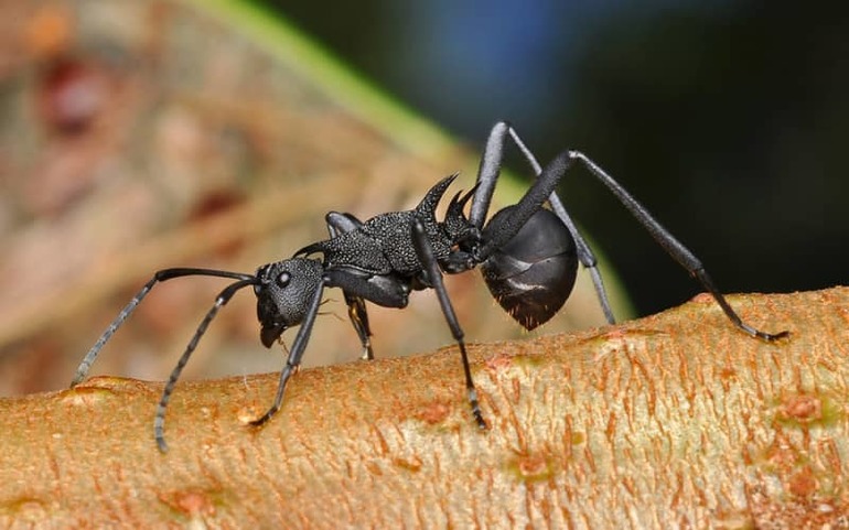 Сон муравьи