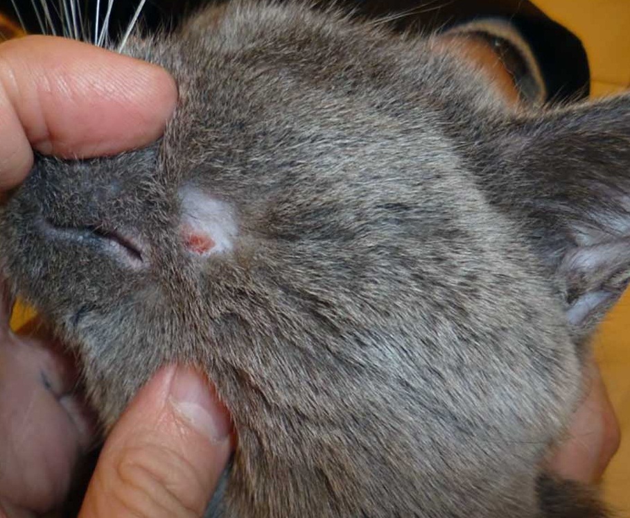 Аллергический дерматит у кота