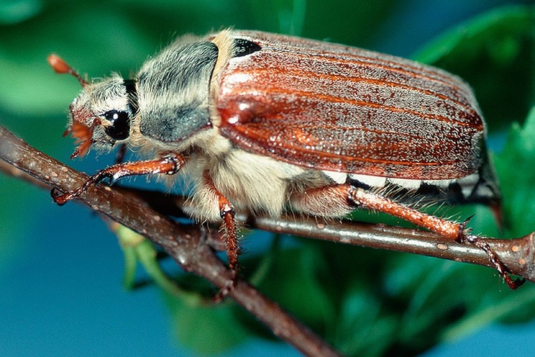 Древесные или разнодыхальцевые жуки 