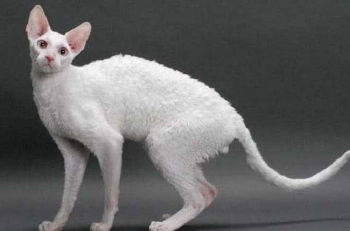 Белая кошка породы - Корниш-рекс