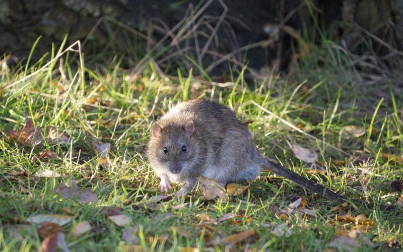 Крыса в траве на улице