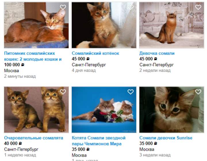 Стоимость кошек на сайте