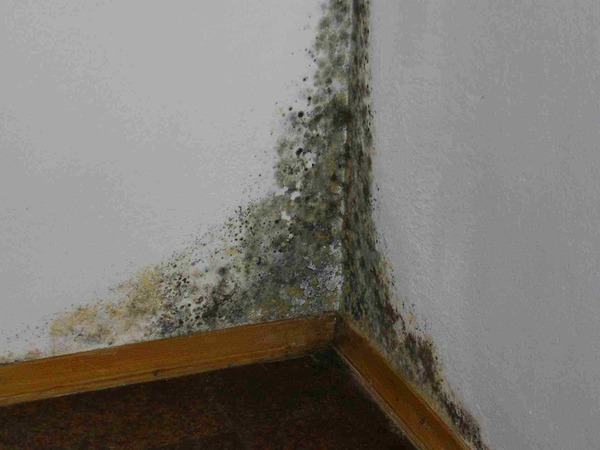 Инфекция на стене в квартире
