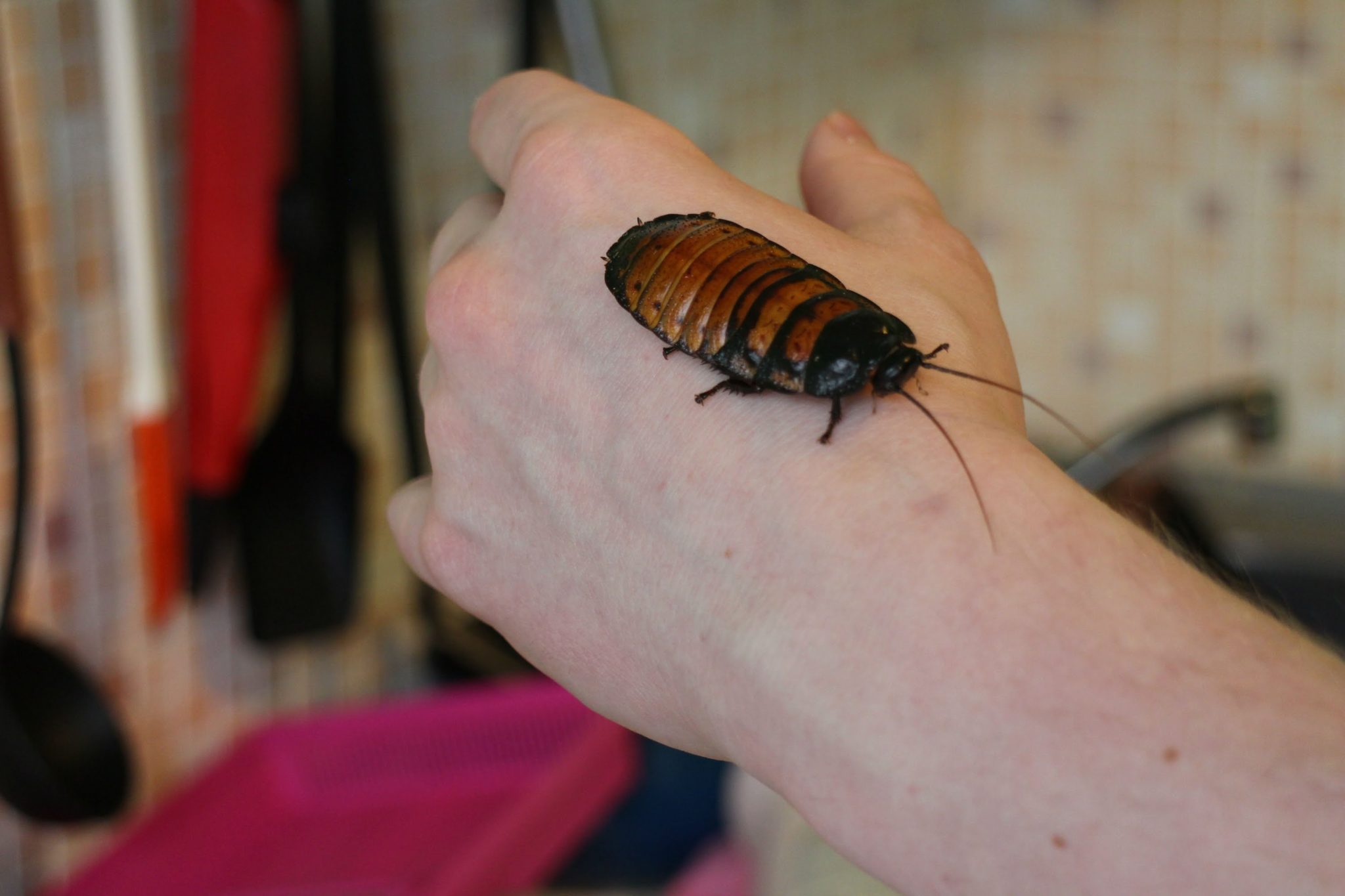 Шипящий мадагаскарский таракан на руке