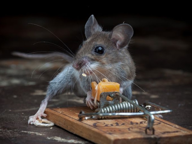 Мышь пытается стащить сыр из мышеловки