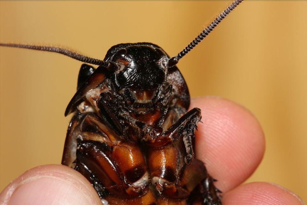 Фото самца мадагаскарского таракана