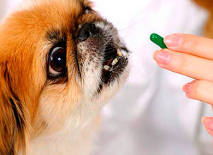 витамины в рационе собак