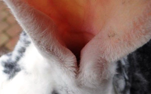 Ушной клещ у кроликов встречается достаточно часто