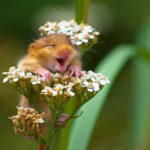 Фото счастливой полевой мыши