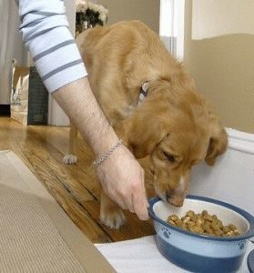сухие корма для питания собак