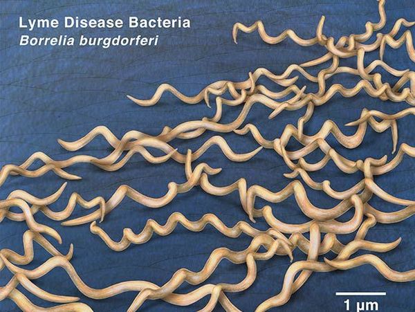 Переносчики боррелиоза - паразиты Borrelia burgdorferi