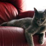 Серый кот на кожаном диване
