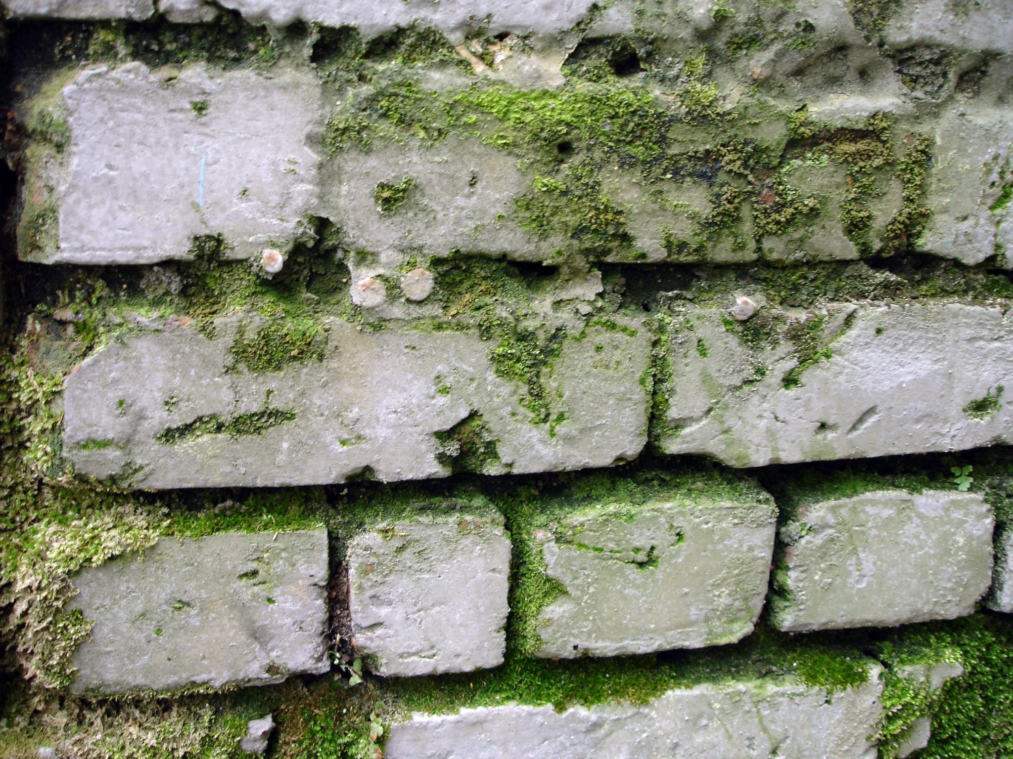 Зеленого цвета грибок на стене, похожий на мох