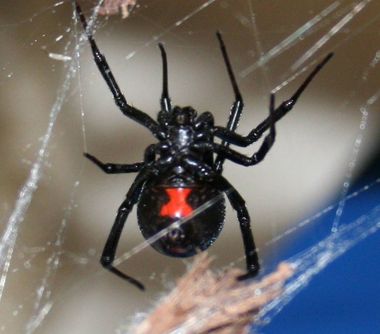 Описание паука черная вдова