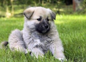 кавказская собака щенок
