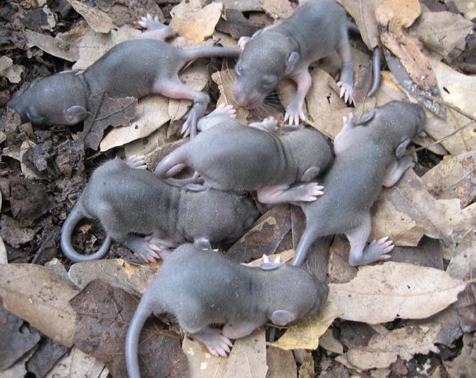 Фото детенышей крысы