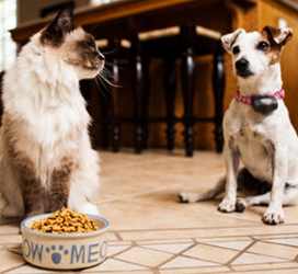 польза кошачьей еды для собак