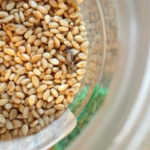 Пищевая моль в банке с пшеницей